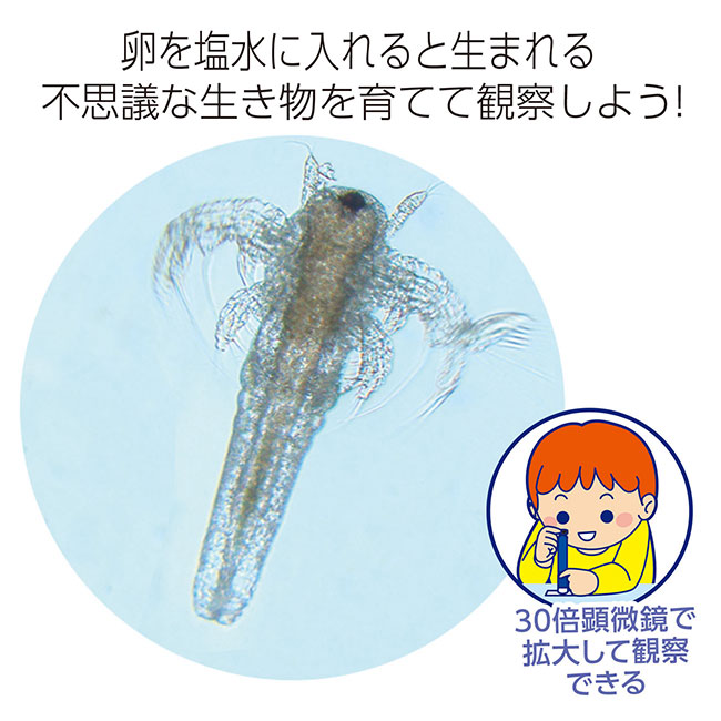 育てて観察！エビもどき（SNS-1700134）卵を塩水に入れると生まれる　不思議な生き物を観察しよう！