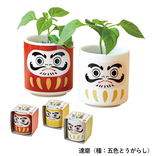 お芽でたおちょこ（SNS-1000287）達磨（種：5色とうがらし）