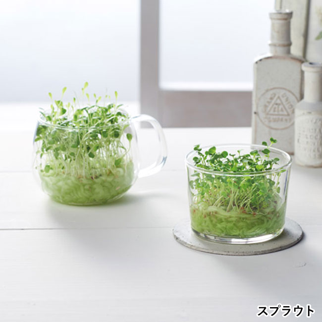 土なしプチ菜園栽培セット（SNS-1002278）スプラウト