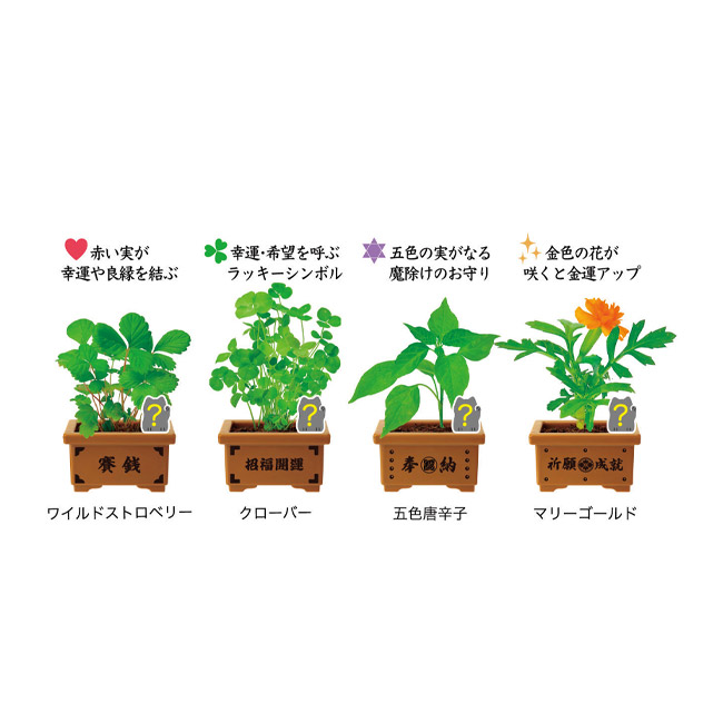 育てるカプセル 賽銭招き(SNS-1002925) 育つ植物(4種)