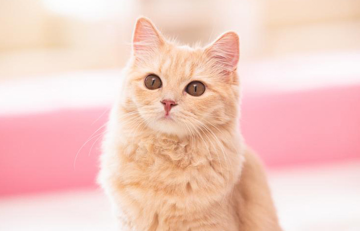 猫のイメージ