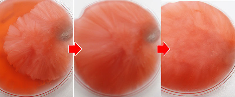 クリスマス リサイクルエコカイロ（V010419）液体の変化イメージ